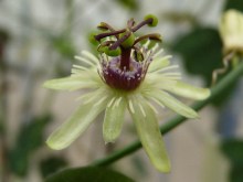 Erytrophylla