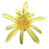 Passiflora A - D