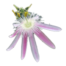 Passiflora E - L