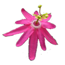 Passiflora M - Z