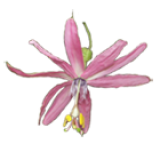 Passiflora Tacsonia