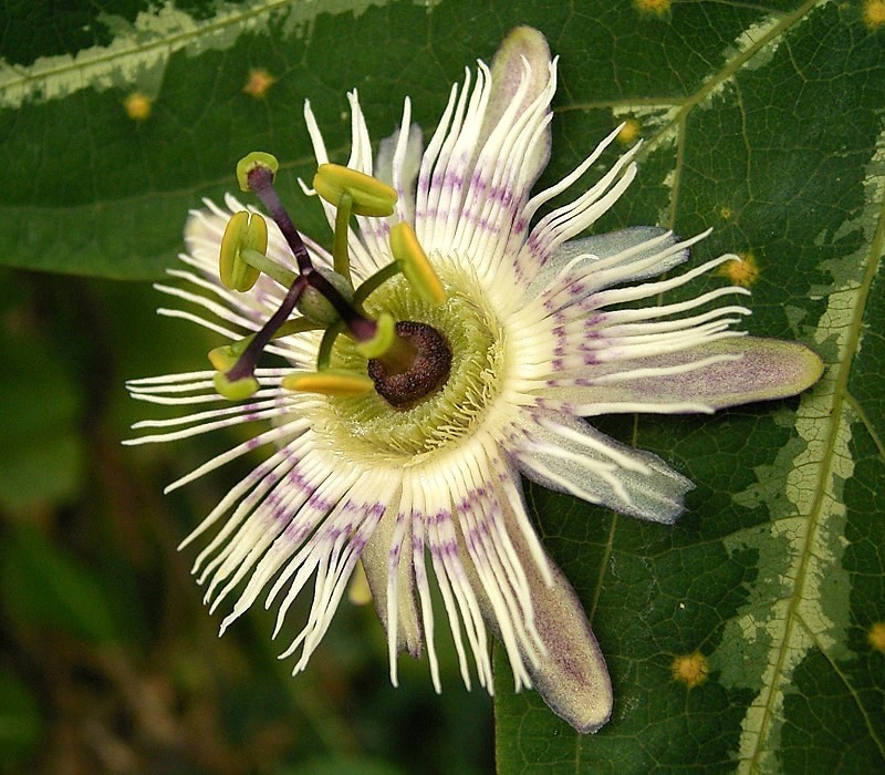 Pardifolia