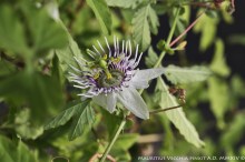Bryonioides_1503FL
