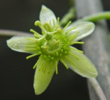 Obtusifolia