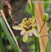bucaramangensis